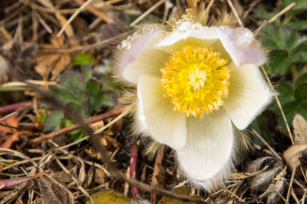 Anemone Pulsatilla